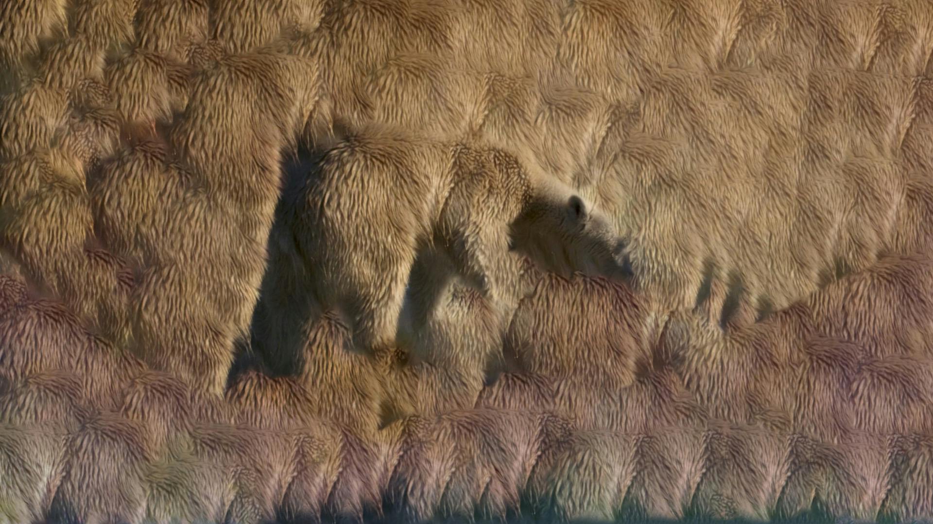Brownish-white polar bear fur extends infinitely out of a bear in the center